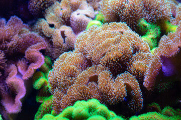 Beautiful sea anemones growing in the aquarium in Germany. Underwater scenery.