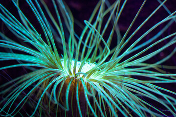 Beautiful sea anemones growing in the aquarium in Germany. Underwater scenery.