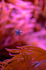 Beautiful sea anemones growing in the aquarium in Germany. Underwater scenery.