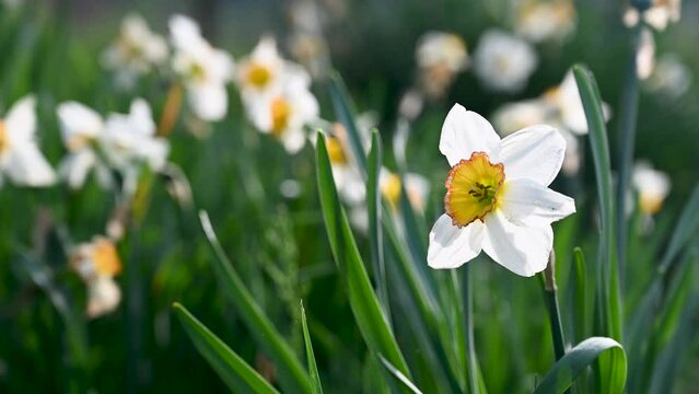 Poet narcissus. The flower blooms in spring. 