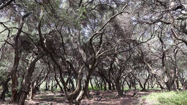 4k footage of Sideroad olive trees groove in central part of Corfu Island, Greece