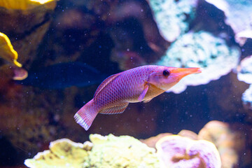 Beautiful underwater scenery in aquarium with pink fish. Tropical underwater life.