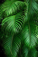 Tree leaves with their bright greenery