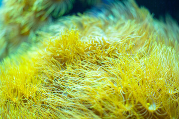 Beautiful underwater scene in aquarium in Dusseldorf, Germany. Tropical scenery.