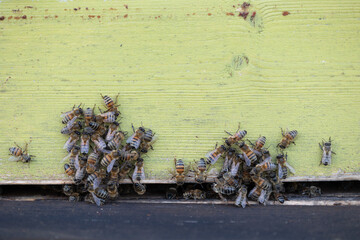 Beautiful rural summer scenery with bee houses in the orchard. Countryside scene in Latvia,...