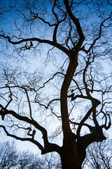 Silhouette of a tree with bare branches against a blue sky.