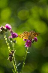 Beautiful orange butterfly feeding on the thistle flower. Summer scenery in meadow near forest in Latvia, Northern Europe.