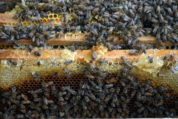 Closeup of honey bees inside the bee hive, bee cooperation communication. Frames of a bee hive. Beekeeper harvesting honey.