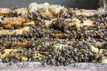 Closeup of honey bees inside the bee hive, bee cooperation communication. Frames of a bee hive. Beekeeper harvesting honey.