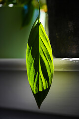 leaf on a black background