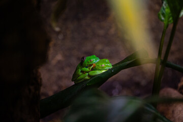 Beautiful exotic frog living in a terrarium. Aquarium scenery in Dusseldorf, Germany.