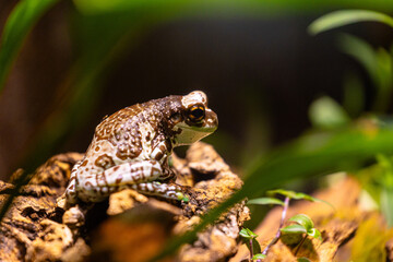 Beautiful exotic frog living in a terrarium. Aquarium scenery in Dusseldorf, Germany.