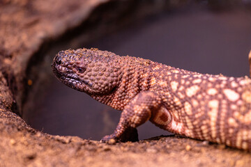 A beautiful, brown lizard living in the terrarium. An exotic scenery in aquazoo in Dusseldorf,...