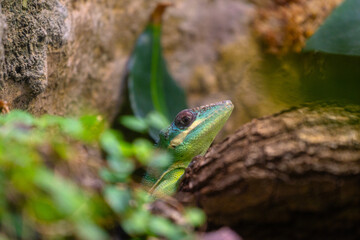 A beautiful green lizard sitting on the jungle tree branch in terrarium. Exotic scene in aquazoo un Dusseldorf, Germany.