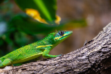 A beautiful green lizard sitting on the jungle tree branch in terrarium. Exotic scene in aquazoo un Dusseldorf, Germany.