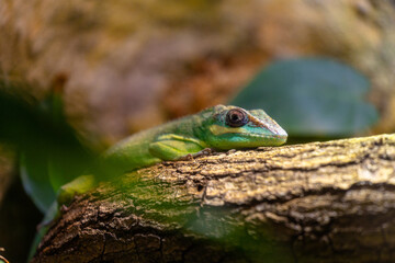 A beautiful green lizard sitting on the jungle tree branch in terrarium. Exotic scene in aquazoo un Dusseldorf, Germany.