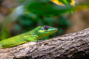 A beautiful green lizard sitting on the jungle tree branch in terrarium. Exotic scene in aquazoo un Dusseldorf, Germany.