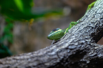 A beautiful green lizard sitting on the jungle tree branch in terrarium. Exotic scene in aquazoo un Dusseldorf, Germany.