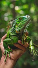 Fototapeta premium Close-up of a vibrant green iguana being held outdoors, nature and wildlife concept