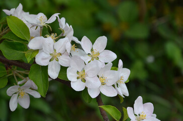 Closeup white blossom of apple tree against green spring blurred background . Gardening concept. Free copy space.