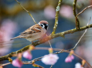 Sparrow bird sitting on the brach of a tree