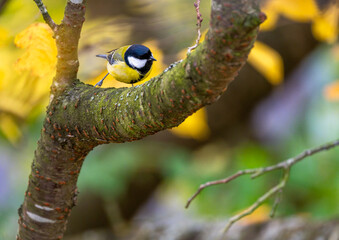 Great tit bird sitting on the branch of a tree