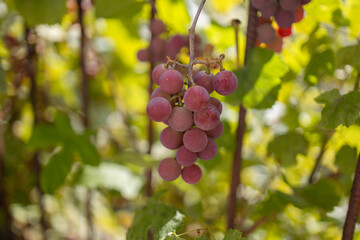 A cluster of ripe vibrant red grapes. The purple color of the organic seedless grapes is growing...