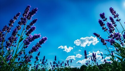 Lavender And Blue Sky