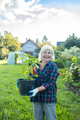 Unrecognizable woman holding a green seedling growing in soil. Anonymous female organic farmer...