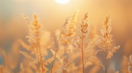 Fototapeta premium A field of tall grass with the sun shining on it