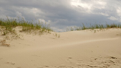 Sand dunes on the shore of the Baltic Sea. Marram grass (beach grass) growing in the sand. Landscape with beach sea view, sand dune and grass.