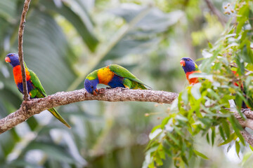 Rainbow Lorikeets sitting on Branch and Feeding, Queensland, Australia