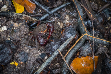 Red and Black Crab in Mud between Roots of Mangrove Trees at Cape Hillsborough, Australia.