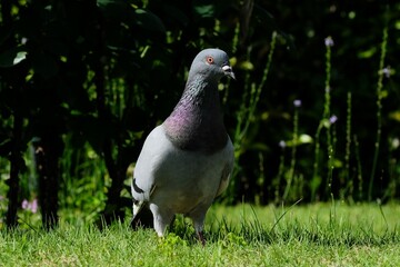 rock dove on the grass