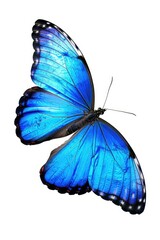 Blue butterfly with black spots
