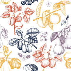 Berry and fruit background. Hand-drawn cherry, plum, peach, apricot, peach apple,sketches. Healthy food seamless pattern. NOT AI generated