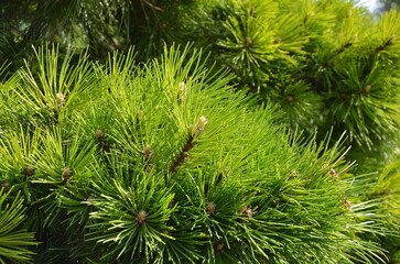 Pinus mugo 'Gnom'. closeup fresh green spruce of conifer tree .Gardening concept. 