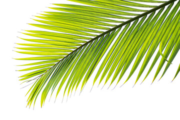 tropical palm leaf isolated on white background