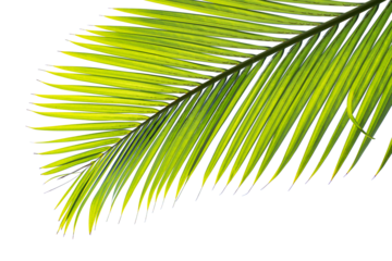 tropical palm leaf isolated on white background