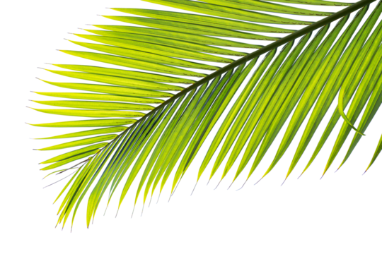 tropical palm leaf isolated on white background - Powered by Adobe
