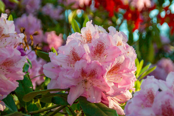 rhododendron bush flowers in one of the courtyards of the city of Munich