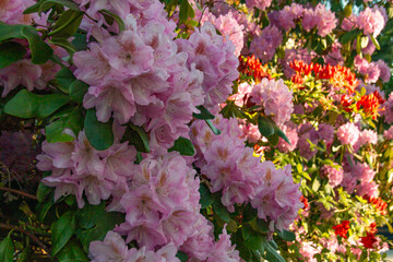 rhododendron bush flowers in one of the courtyards of the city of Munich