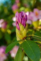rhododendron bush flowers in one of the courtyards of the city of Munich. blooming rhododendron bud