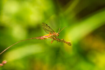 dragonfly on a leaf