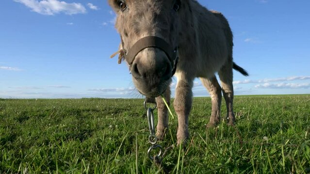 A close-up of a donkey grazing in a meadow against a blue sky.