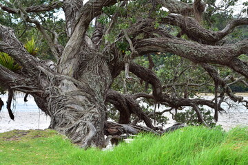 Old massive pohutukawa tree with curvy trunk and branches leaning over estuary. Location: Auckland New Zealand