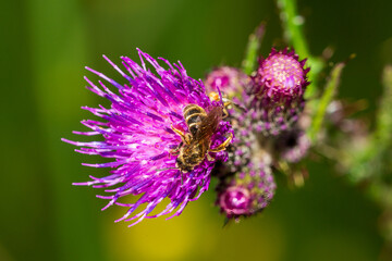 bee on a flower