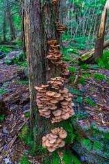 Mushrooms growing on the trunk of a tree in a lush green forest