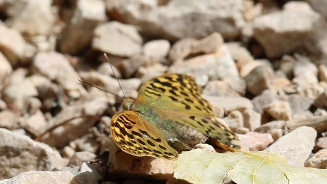 Mariposa Argynnis pandora posada sobre piedras con las alas visiblemente rotas por ataque de depredaci&oacute;n, Alcoy, Espa&ntilde;a