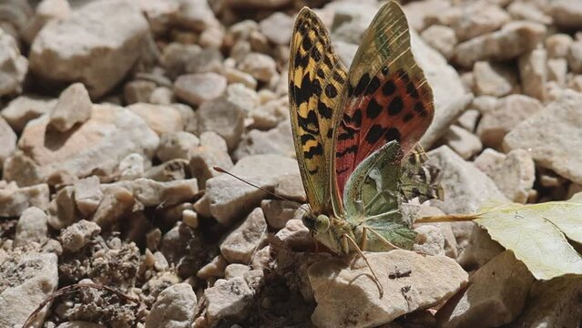 Vista frontal de mariposa Argynnis pandora posada sobre piedras con las alas visiblemente rotas por ataque de depredaci&oacute;n, Alcoy, Espa&ntilde;a